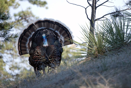How To Hunt Hung-Up GobblersTurkey and Turkey Hunting