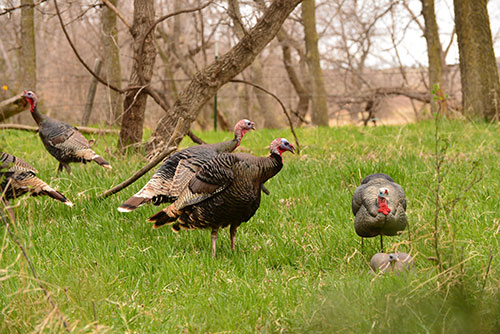 The Turkey Reel is a must have call for Turkey hunting!