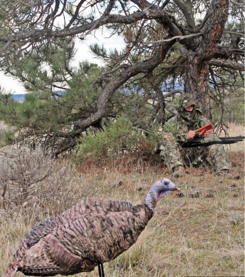 Wild Turkey Cordon Bleu - Backcountry Hunters and Anglers