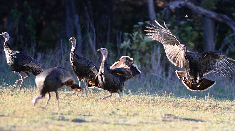 Dream Turkey Season The Grand Slam Of Gobblers Turkey And Turkey Huntingturkey And Turkey Hunting